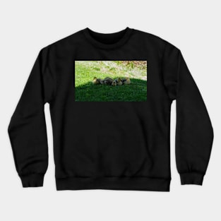 Five Sleepy Canada Goose Goslings Crewneck Sweatshirt